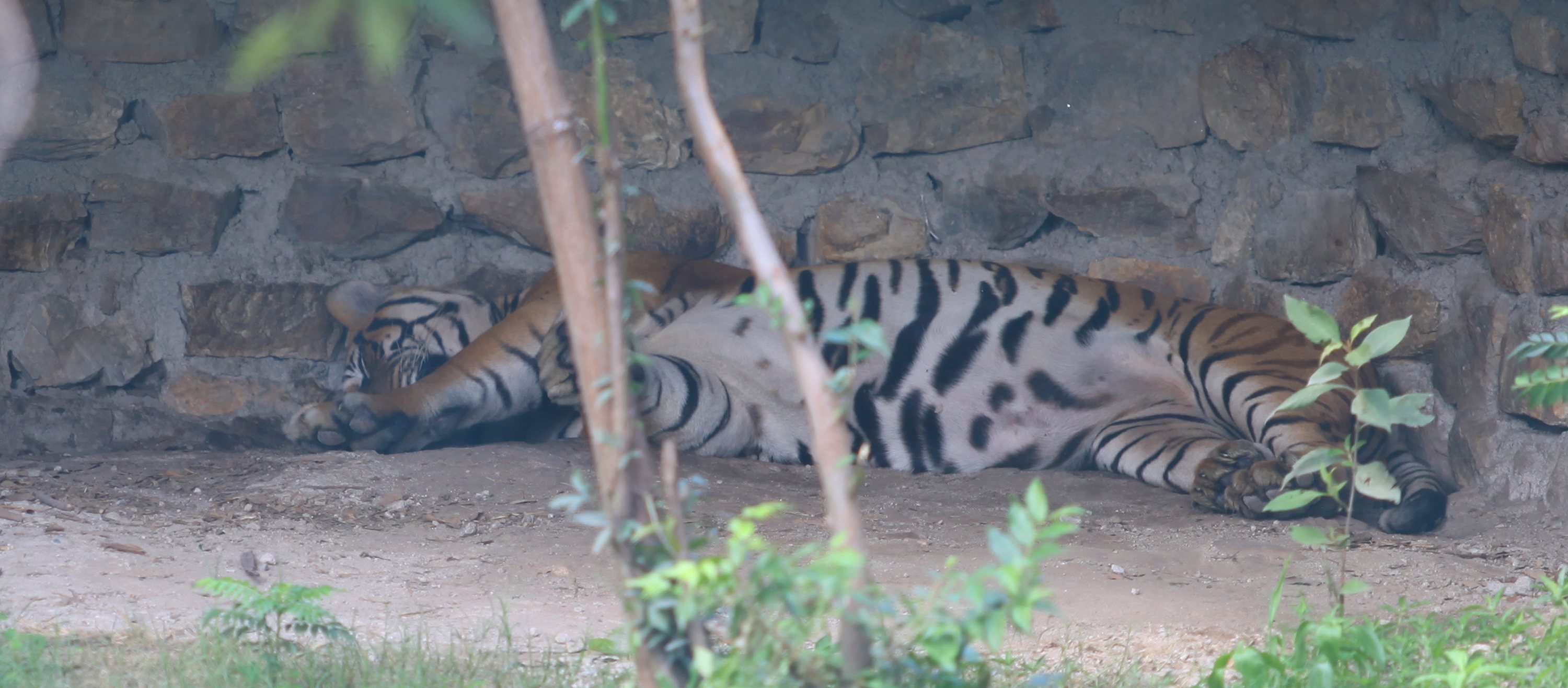 Nepal's Central Zoo Closed Indefinitely After Bird Flu Detected In Birds And Mammals